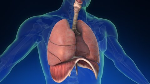 Medical 3d animation of the human lung inside human body with its parts visible. Medically accurate animation of the human lungs. Closeup and rotating from left to right.