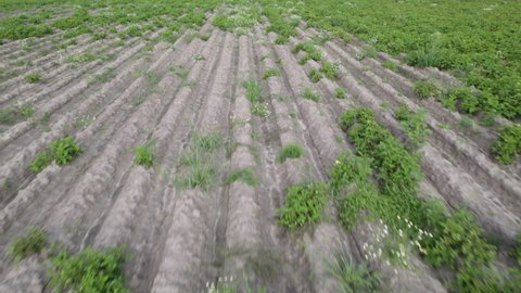 Potato plantation with poor germination. Rows with empty seats and passes instead of green tops. Concept of unprofitable agriculture and poor seed quality. Wide angle dolly shot