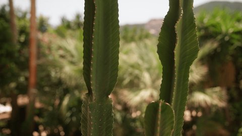 Various types of cactus in spanish garden 