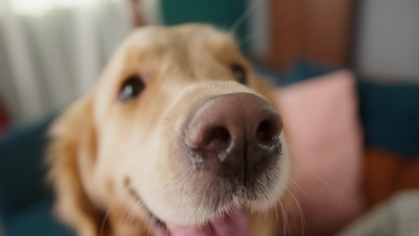 Golden retriever is sitting on the sofa in living room. Fluffy dog playing at home, big puppy waiting for his owner to go for a walk. Close-up of happy pet looking and sniffing, wet nose.  | Shutterstock HD Video #1078256015