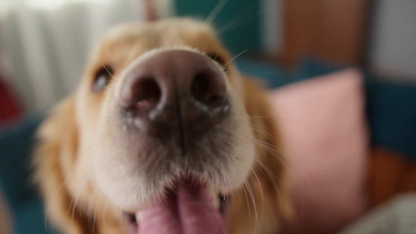 Golden retriever is sitting on the sofa in living room. Fluffy dog playing at home, big puppy waiting for his owner to go for a walk. Close-up of happy pet looking and sniffing, wet nose.  Royalty-Free Stock Footage #1078256015
