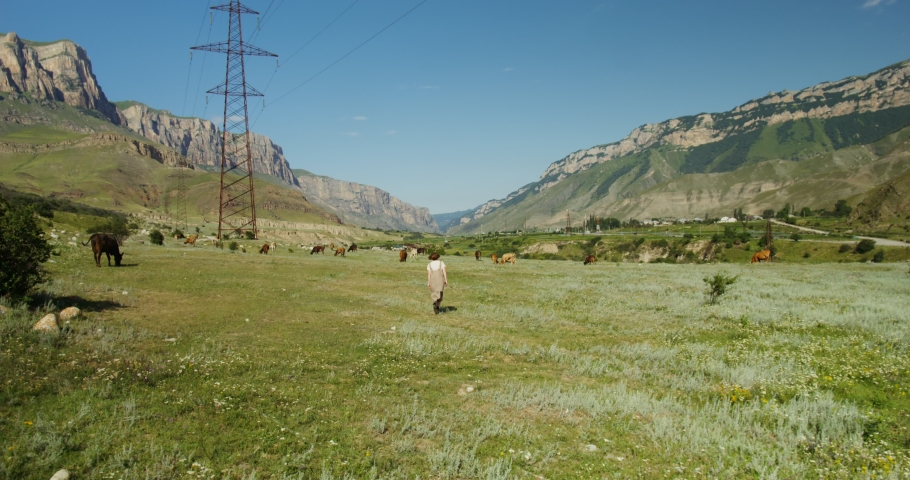 Russia, Caucasus. A beautiful young woman of European appearance in a dress is walking among the cows grazing in the pasture between the rocky mountains.