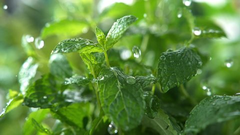 Mint Herb Watered with Rain in Macro and Slow Motion 1000fps