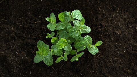 Mint Herb Growing up from Ground in Slow Motion and Macro - Top View