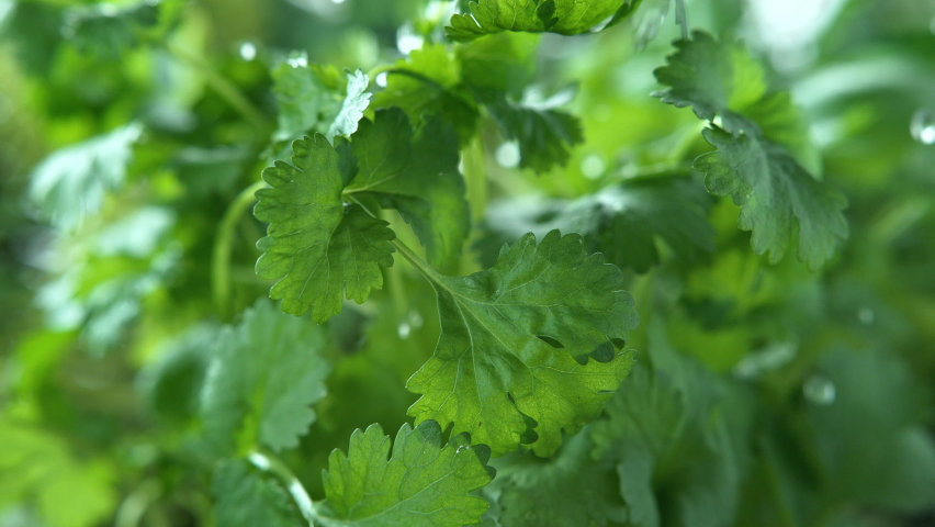Coriander Herb Watered with Rain in Macro and Slow Motion 1000fps Royalty-Free Stock Footage #1078258226