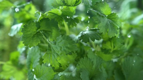 Coriander Herb Watered with Rain in Macro and Slow Motion 1000fps