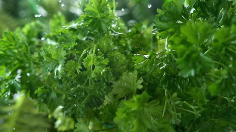 Parsley Herb Watered with Rain in Macro and Slow Motion 1000fps