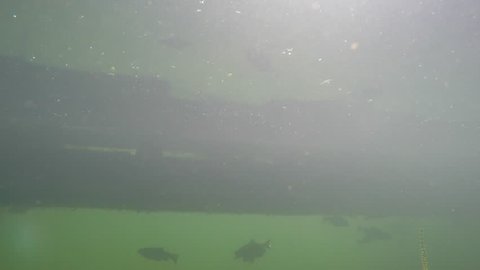 A school of fish swimming underneath a dock at a murky mountain lake