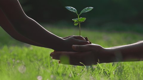 Close up of kids hands putting in mother's hands little green sprout with soil. African woman teaching child for taking care about nature and planet. Generation and new life concept.