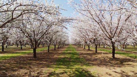 Aerial drone shot flying through Almond orchard in Northern California. Flowers in full bloom of Almond trees. Beautiful pink blossoms on almond trees.