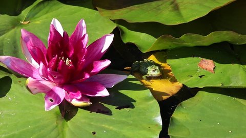 Frog in a pond swinging sitting on a leaf in the shade of a pink water lily on a sunny summer day
