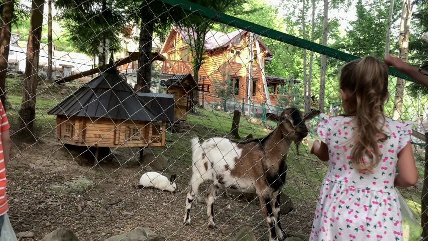 agriculture, farm, forest nature concept. Happy family travels to visit feeding wild and domestic pets at home contact zoo in summer sunny day. Young siblings toddler preschool children feed goats