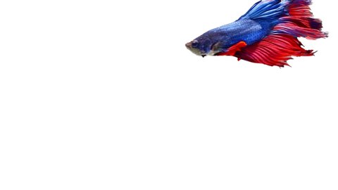 Blue and red color Siamese fighting fish (betta fish) with beautiful swimming in slow motion on white background
