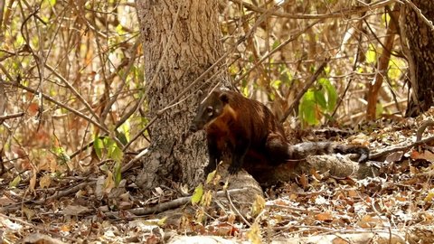 A coati rests by a tree in a forest in the Brazilian Pantanal