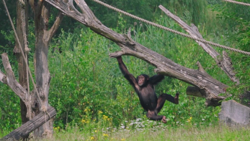 Chimpanzee swinging on dry wood with green surrounding Royalty-Free Stock Footage #1078271021