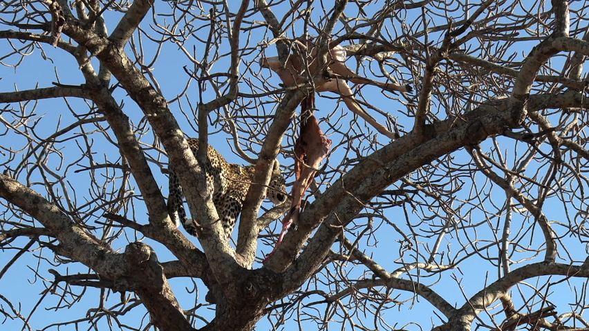 Leopard climbs high in tree with carcass lying on branches in sunlight