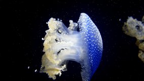 Jellyfish sea dotted underwater video