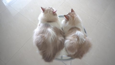 Two grey ragdoll cats sit on desk together, one cat is big, one is small