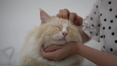Yellow ragdoll cat is stroked by woman's hand, cat face shows enjoy
