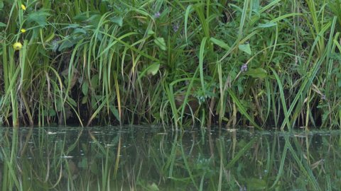 Animals, wild life. A muskrat swims along a bank overgrown with plants . Siberia.
