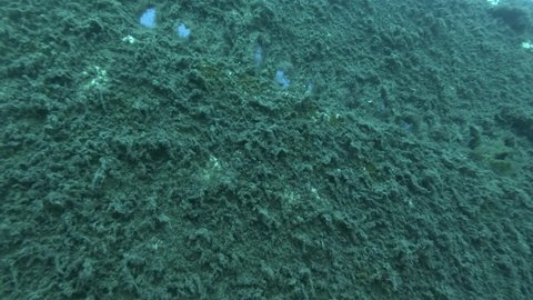 ship is overgrown with algae. Shipwreck Swedish ferry MS Zenobia. Wreck diving. Mediterranean sea, Cyprus