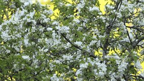 a little bird perched on a white-flowered tree in bloom. tree in spring. white flowered tree and birds