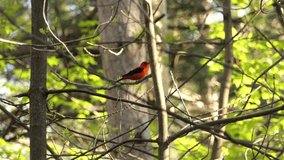 a small bird with a dominant color of orange and black. a bird perched on a tree branch. forest and fauna habitat.