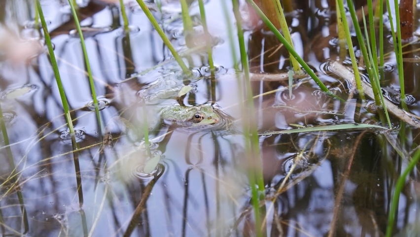 Small green brook frog among the reeds by the creek. The turbid creek water ripples slightly. The green frog is waiting, camouflaged.