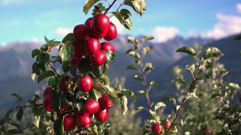 Aerial view of the tasty red apples in the italian Alps.bunch of red apples on a branch ready for harvest. Apples hanging on the branch in the apple orchad during autumn.organic food.Valtellina Italy