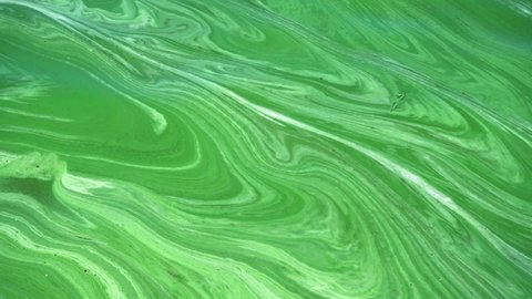 Water pollution by blooming blue-green algae (Cyanobacteria) on Dnieper river at Kremenchug reservoir, Ukraine, summer 2021. Natural abstract background