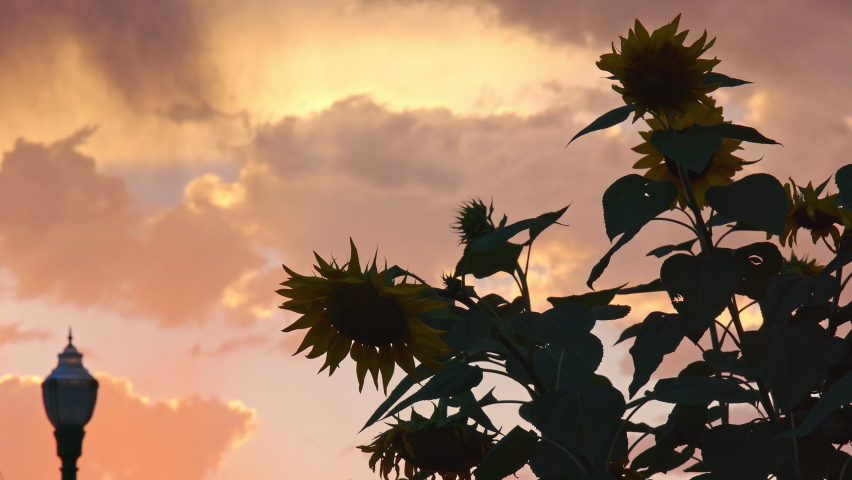 Sun flowers blowing in the wind during sunset as light rain storm movies through the sky.