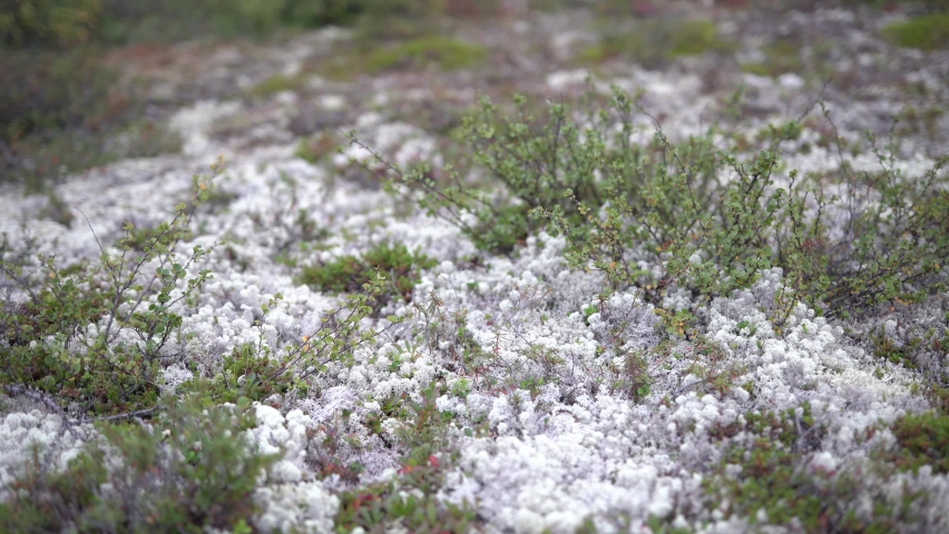 Lingonberry berry in the wild tundra forest on the Yamal Peninsula
