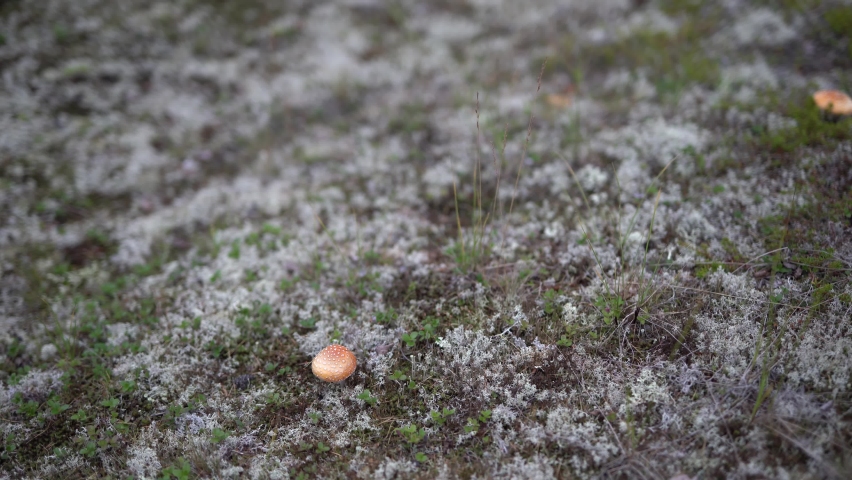 Mushrooms grow in the wild tundra forest