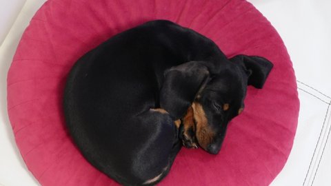 Small black and brown dachshund puppy with large ears sleeps on pink pillow on white armchair under bright light close upper view