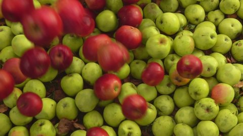 Top view of the delicious red apples falling on the green apples in slow motion