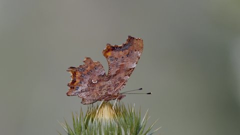 comma butterfly resting on plant in spring ( Poligonia C-album)