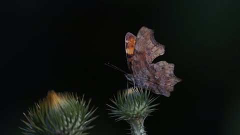 comma butterfly resting on plant in spring ( Poligonia C-album)