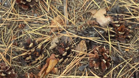 pine cones lying on the ground