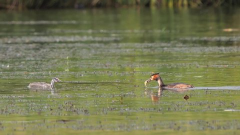 Great crested grebe feeding juvenile with fish (Podiceps cristatus)