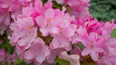 Rhododendron is an evergreen shrub. The flower is red in color. Austria