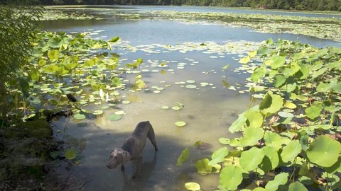 Weimaraner plays and chases stones in a lake filled with lily pads.  Summer fun with family pet at the lake.  Handheld stationary shot.