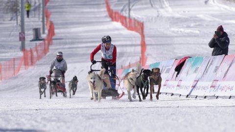 Children mushing sled dog team, running on snowy race distance during Kamchatka Kids Competitions Dog Sled Racing Dyulin Beringia. Petropavlovsk, Kamchatka Peninsula, Russian Far East - Feb 20, 2020.