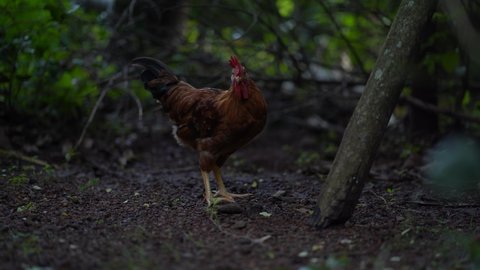 A rooster crowing in morning