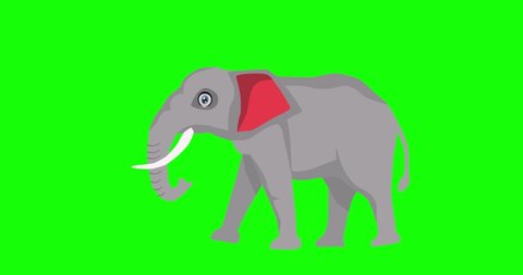 Walking grey elephant, cartoon 2d animation video on green screen