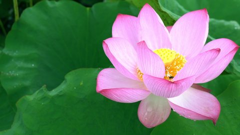 4K footage , pink lotus flower  on green lotus leaf, lotus farm. 