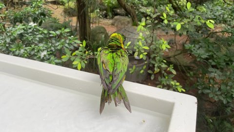 The marigold lorikeet (Trichoglossus capistratus)  is bathing in the basin. A species of parrot that is endemic to the south-east Asian islands of Indonesia and East Timor.