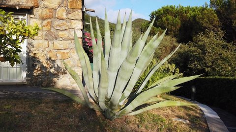 beautiful and huge aloe agave plant in a garden in Liguria, Cinque Terre