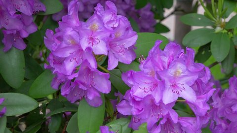 Pontic rhododendron (lat.Rhododéndron pónticum) is an evergreen shrub. The flower is light purple in color. Austria