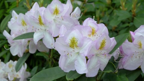 Rhododendron is an evergreen shrub. The flower is light pink in color. Austria