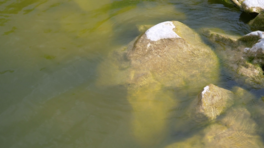 Stone in pond water in summer